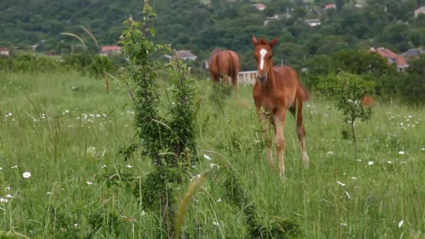 Cavalos no campo — Vídeo de Stock