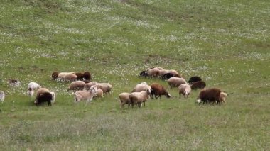 sahada bir koyun sürüsü grazes