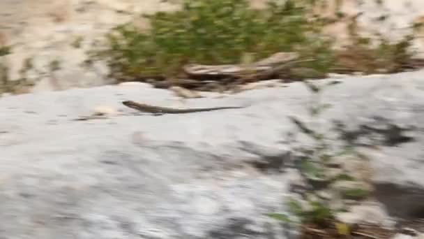 Lizard on a rock — Stock Video