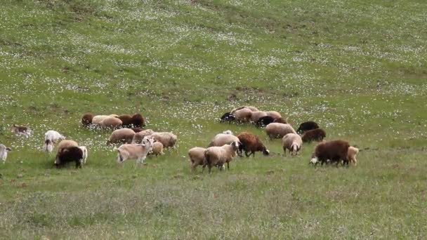 Sul campo pascola un gregge di pecore — Video Stock