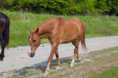 yol kenarında doğa tarafından atlar otlatmak