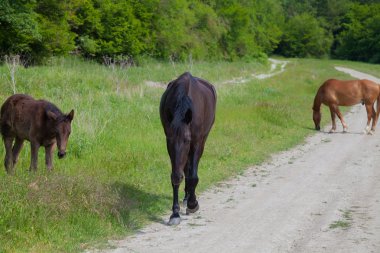 yol kenarında doğa tarafından atlar otlatmak