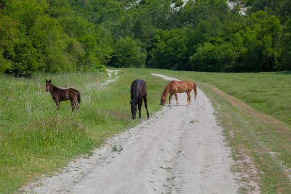 Лошади пасутся у дороги на природе — стоковое фото