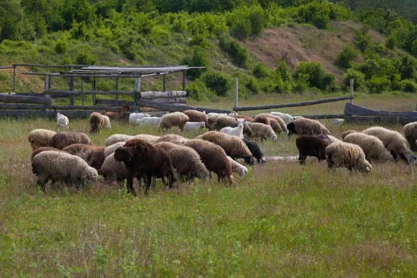 Овцы и козы пасутся в поле на дороге — стоковое фото