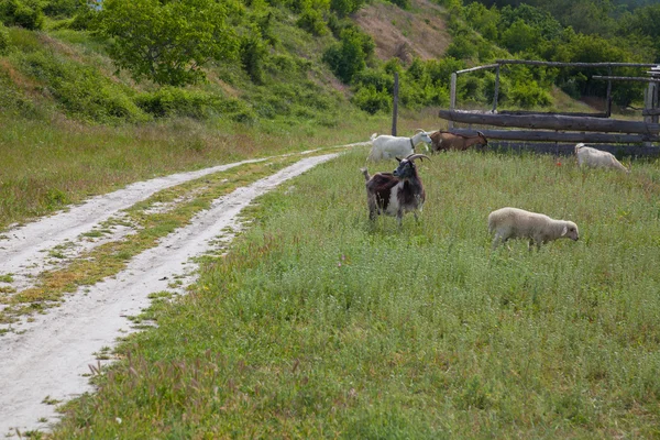 Овцы и козы пасутся в поле на дороге — стоковое фото