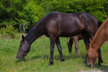 ormandaki çayırda atları otlatmak