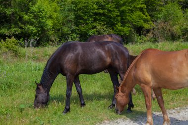 ormandaki çayırda atları otlatmak
