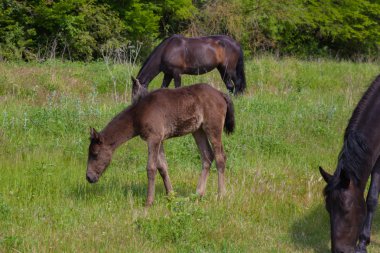 ormandaki çayırda atları otlatmak