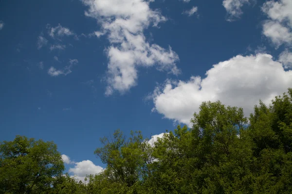 Wald grün blauer Himmel und Wolken — Stockfoto