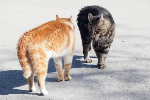 Vor dem Kampf der roten und grauen Katze — Stockfoto