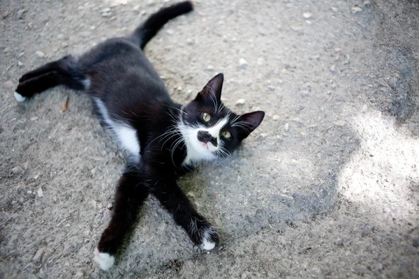 Соломенный котенок лежит на земле — стоковое фото