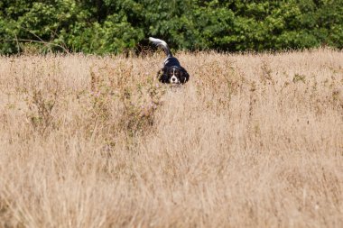 Yavru horoz İspanyol AVI alanında