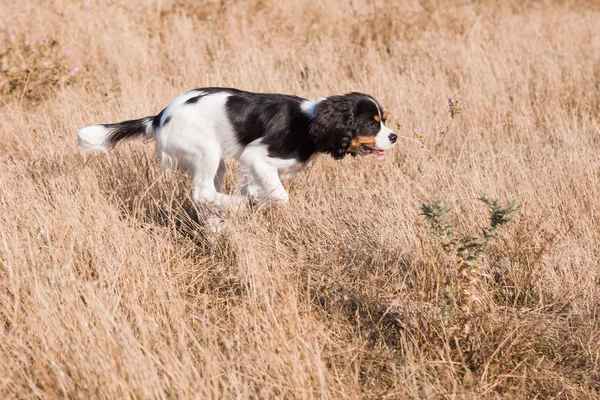 Cocker Spaniel caça no campo — Fotografia de Stock