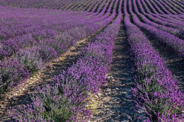 Field of fragrant flowers of purple lavender in the summer before harvest — Stock Photo, Image