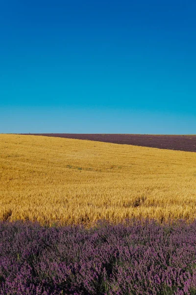 Поле квітів фіолетового лаванди і стиглий жовтий урожай пшениці — стокове фото