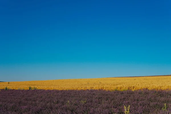 Поле цвітіння пурпурової лаванди і жовті пшениці Прованс літні квіти — стокове фото