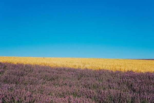 Поле квітучої фіолетової лаванди і жовтої пшениці в літньому врожаї — стокове фото