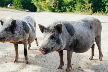 Ormanda iki yaban domuzu