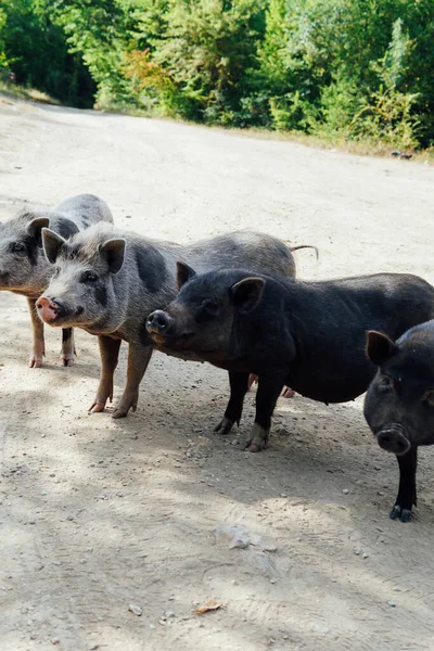 four wild boar pig pigs in the woods