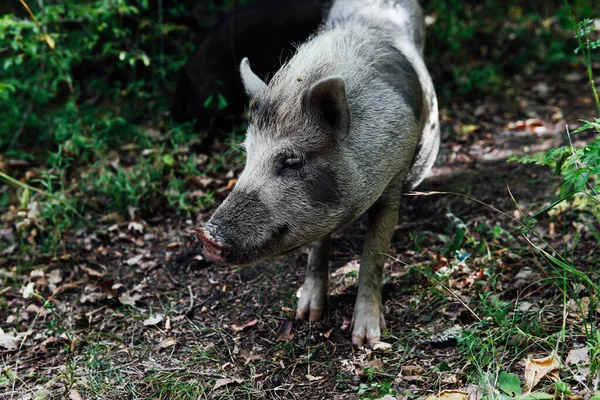 Wilde varkens varkens in het bos — Stockfoto