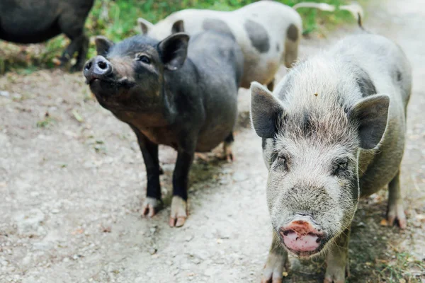 Two wild boar pig pigs in the woods