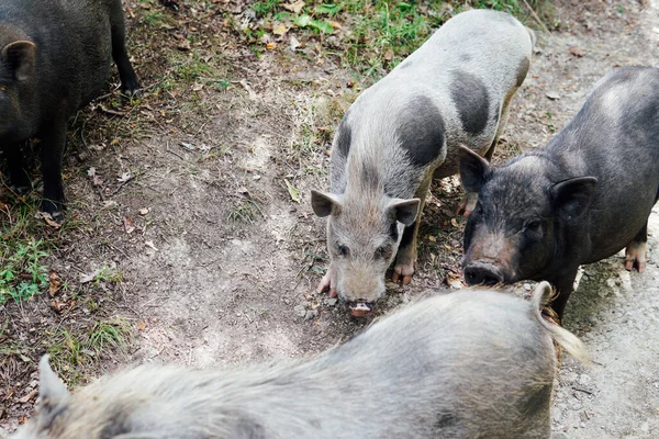 Três porcos porcos javalis na floresta — Fotografia de Stock