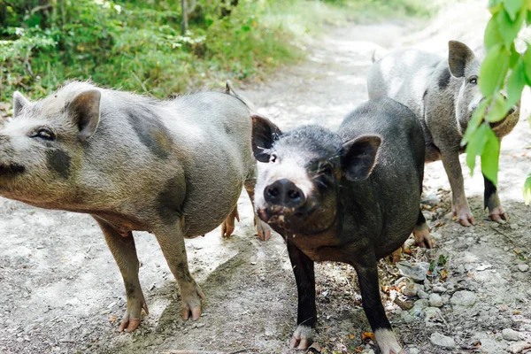 Três porcos porcos javalis na floresta — Fotografia de Stock