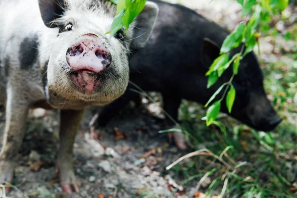 Two wild boar pig pigs in the woods