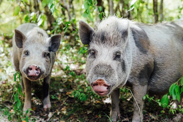 Two wild boar pig pigs in the woods