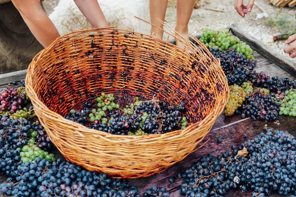 Cesta de mimbre para la preparación de uvas maduras y vino — Foto de Stock
