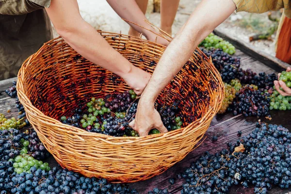 Woman crushes her feet to grapes to produce grape juice and wine — Stock Photo, Image