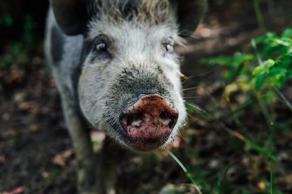 Wild boar piglets in green forest look into the camera — Stock Photo, Image