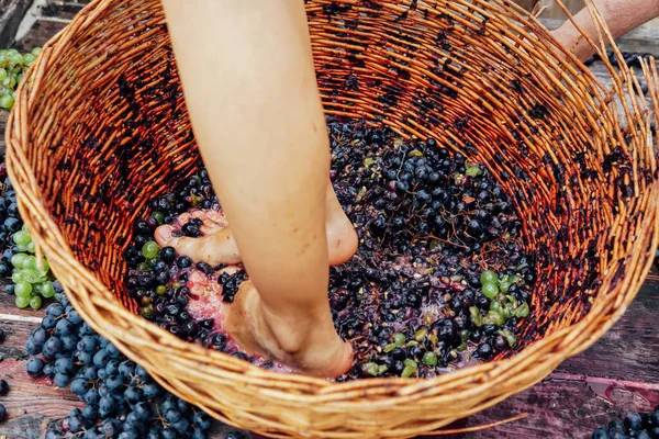 Haciendo ritual de vino, pies femeninos aplastando uvas maduras en un cubo para hacer vino después de cosechar uvas — Foto de Stock