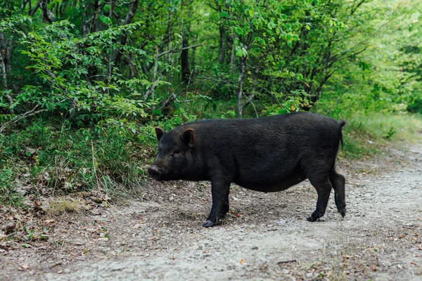 Jabalí joven buscando comida en el bosque — Foto de Stock