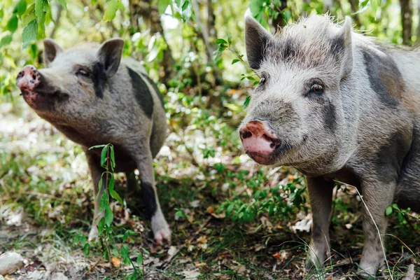 Jovem porco javali à procura de comida na floresta — Fotografia de Stock