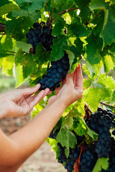 La mujer recoge uvas con las manos al vino — Foto de Stock