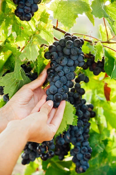 La mujer recoge uvas con las manos al vino — Foto de Stock