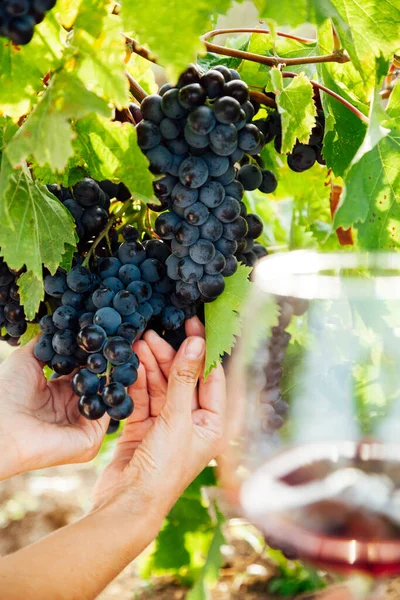 La mujer recoge uvas con las manos al vino — Foto de Stock