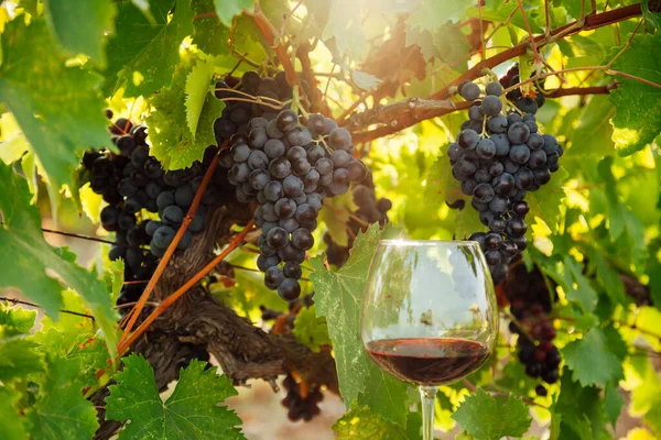 Racimos de uvas maduras antes de la cosecha para el vino — Foto de Stock