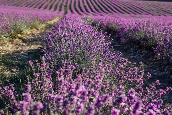 Pole voňavých květů fialové levandule před sklizní Provence — Stock fotografie