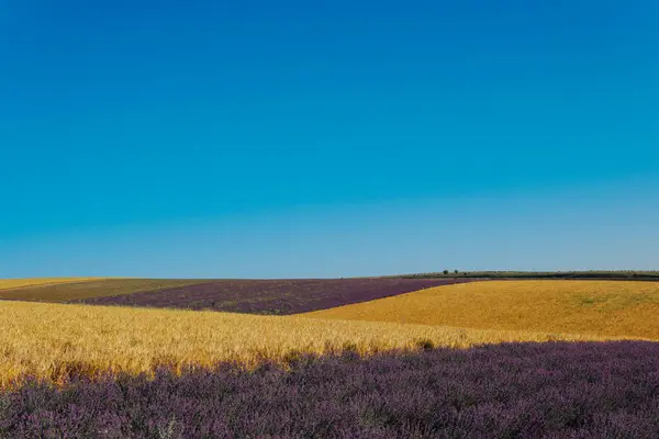 Пахучі квіти пурпурової лаванди і урожай пшениці — стокове фото