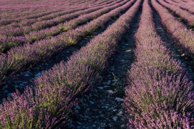 Provence hasadından önce mor lavanta kokulu çiçekler.