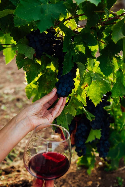 Las manos de las mujeres cosechan uvas en la viña para vino — Foto de Stock