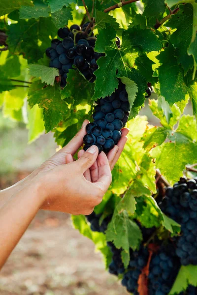 Las manos de las mujeres cosechan uvas en la viña para vino — Foto de Stock