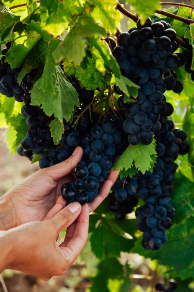 Las manos de las mujeres cosechan uvas en la viña para vino — Foto de Stock