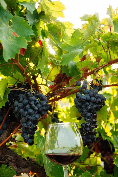 Racimos maduros de uvas en el viñedo antes de la cosecha para el vino — Foto de Stock