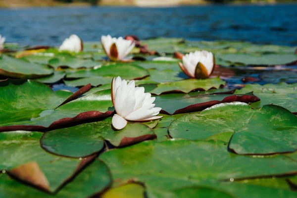 beautiful white lily water lily flowers on the water of a mountain lake