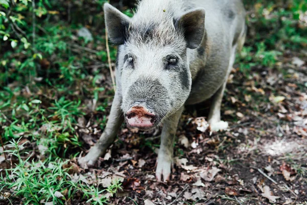 Jovem porco javali na natureza na floresta — Fotografia de Stock