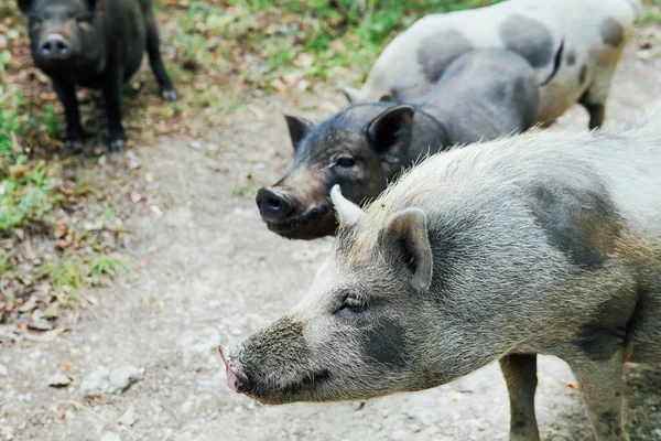 Jovem porco javali na natureza na floresta — Fotografia de Stock