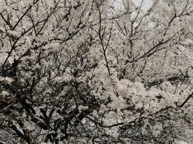 İlkbaharda açan bir ağacın dallarında beyaz çiçekler